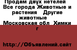 Продам двух нетелей - Все города Животные и растения » Другие животные   . Московская обл.,Химки г.